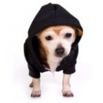American Apparel Flex Fleece Dog Zip Hoodie